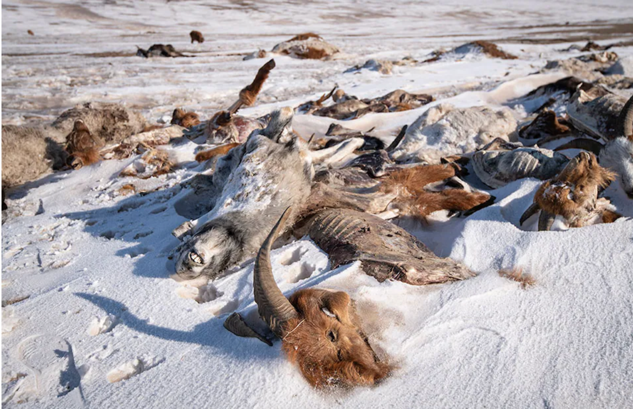 11 аймгийн 56 сум цагаан зудтай байна